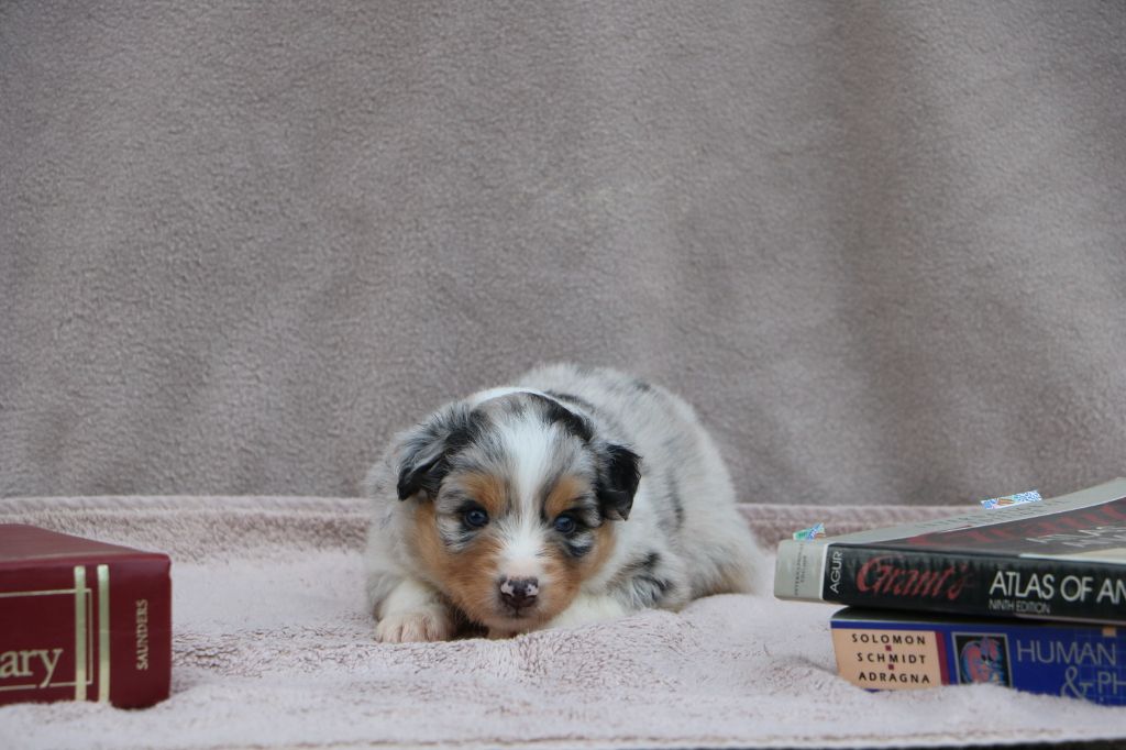 Lola Marion - Chiots disponibles - Berger Australien