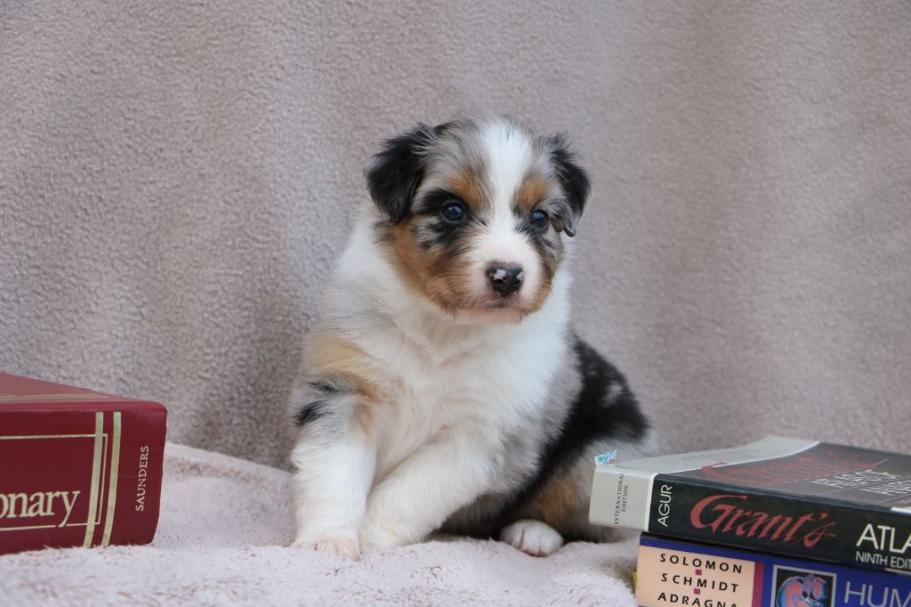 Lola Marion - Chiots disponibles - Berger Australien