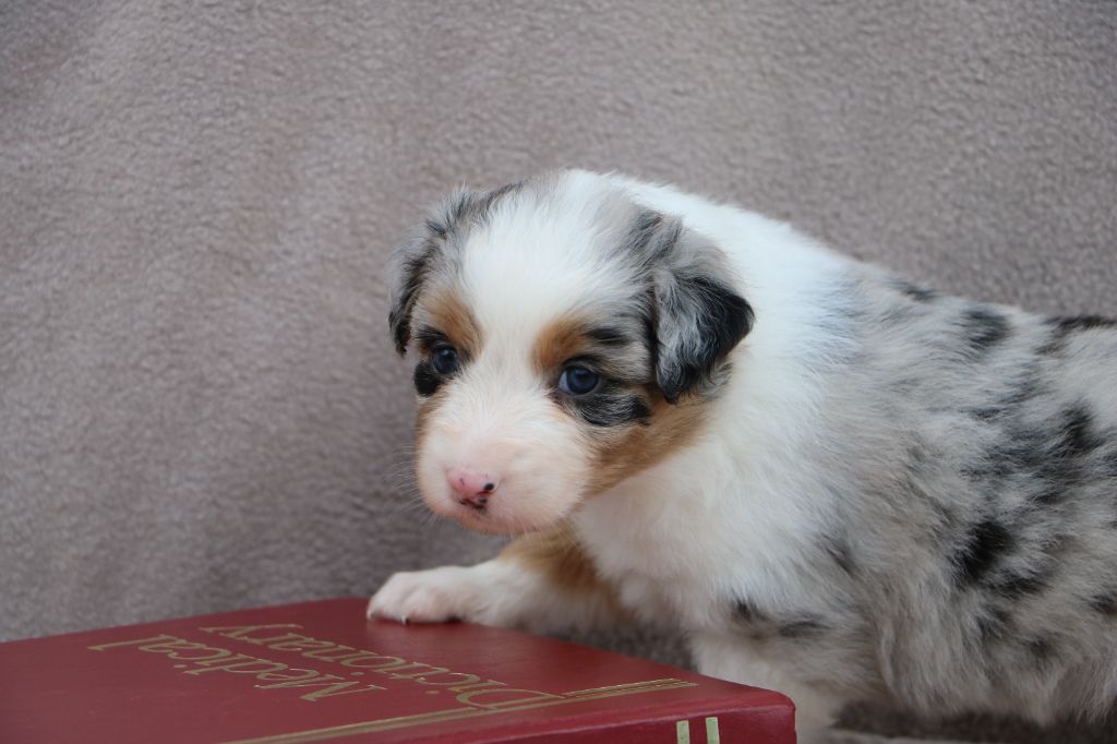 Lola Marion - Chiots disponibles - Berger Australien