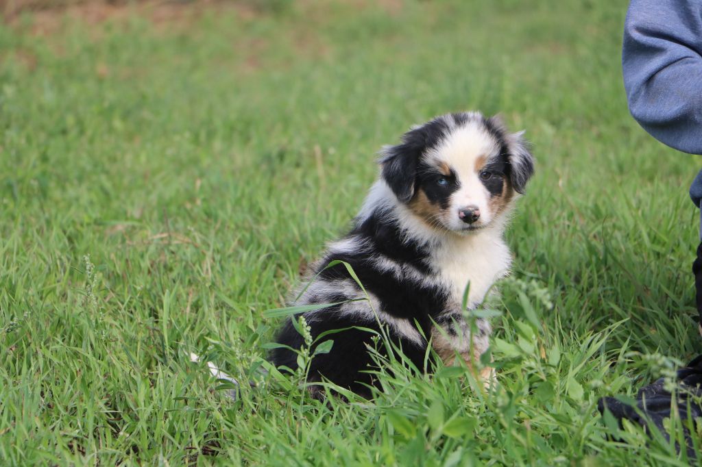 Lola Marion - Chiots disponibles - Berger Australien