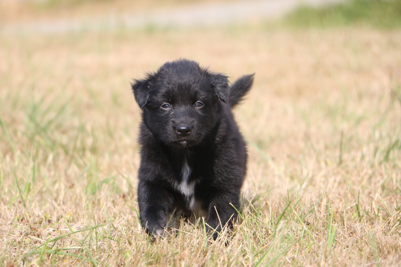 Lola Marion - Chiots disponibles - Berger Australien
