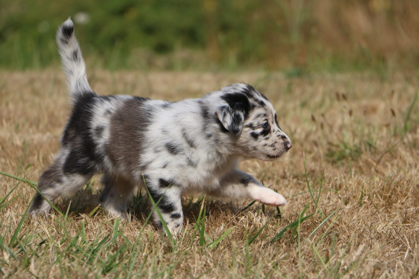 Lola Marion - Chiots disponibles - Berger Australien
