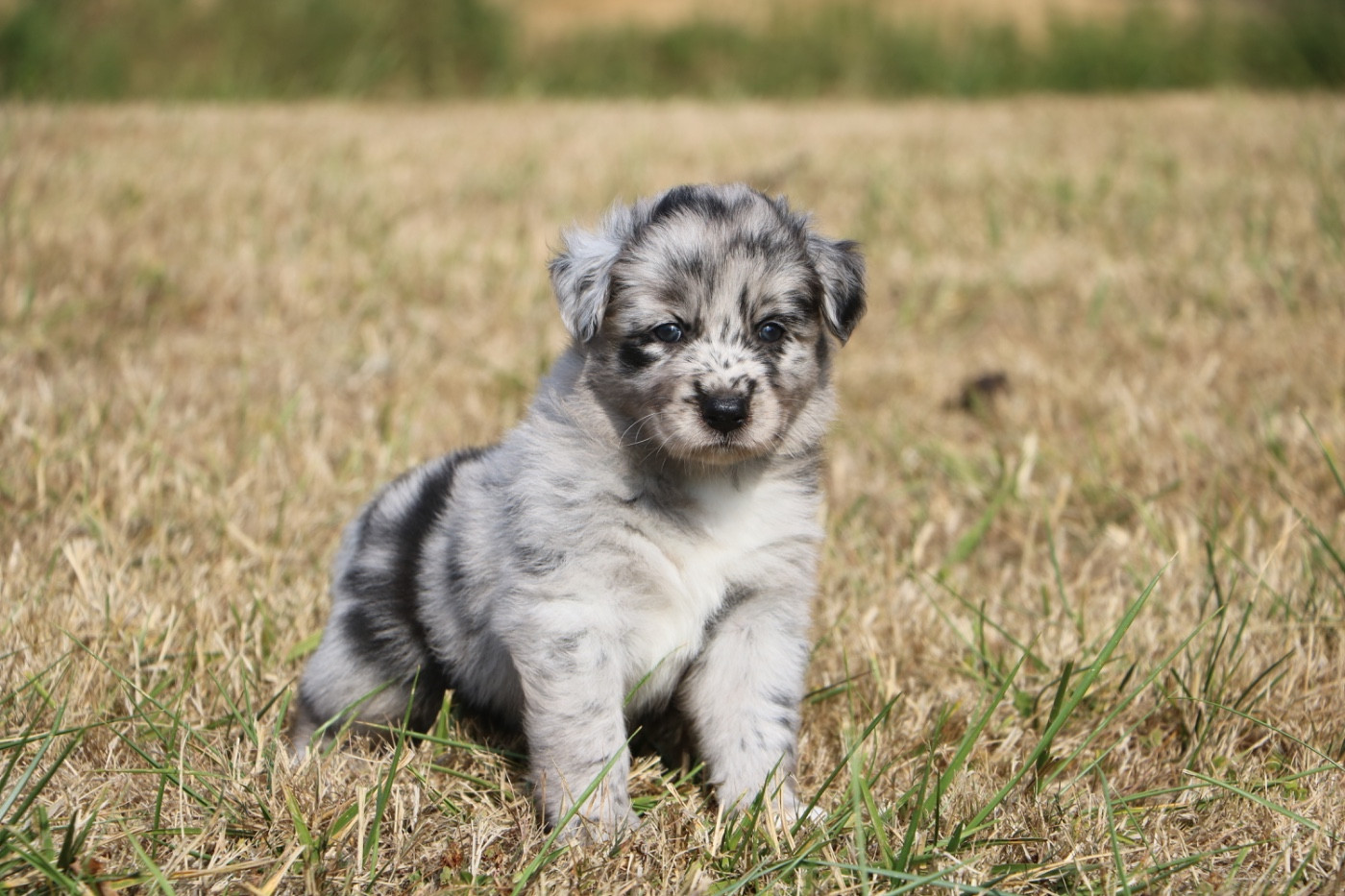 Lola Marion - Chiots disponibles - Berger Australien