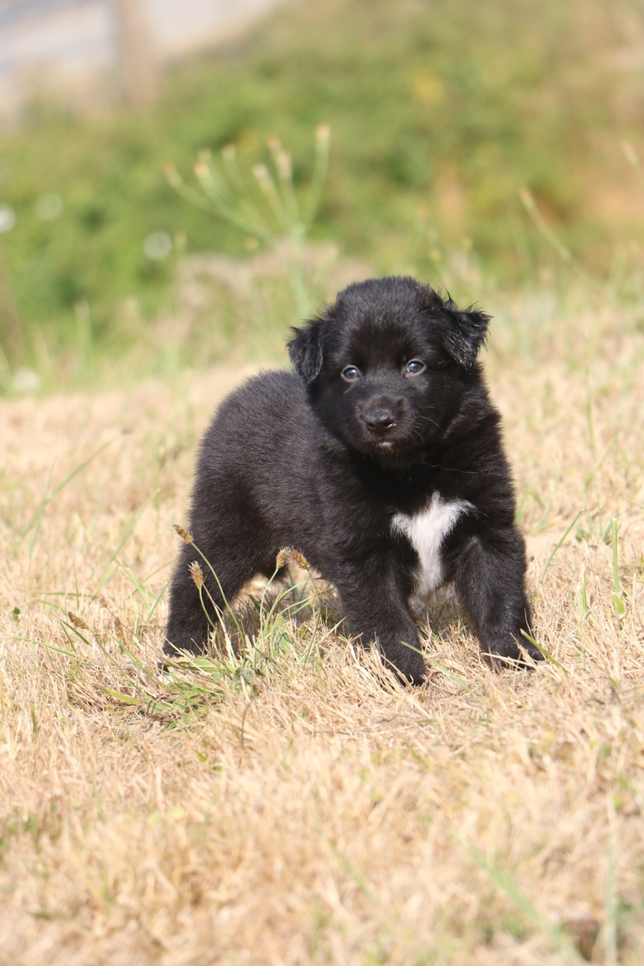 Lola Marion - Chiots disponibles - Berger Australien