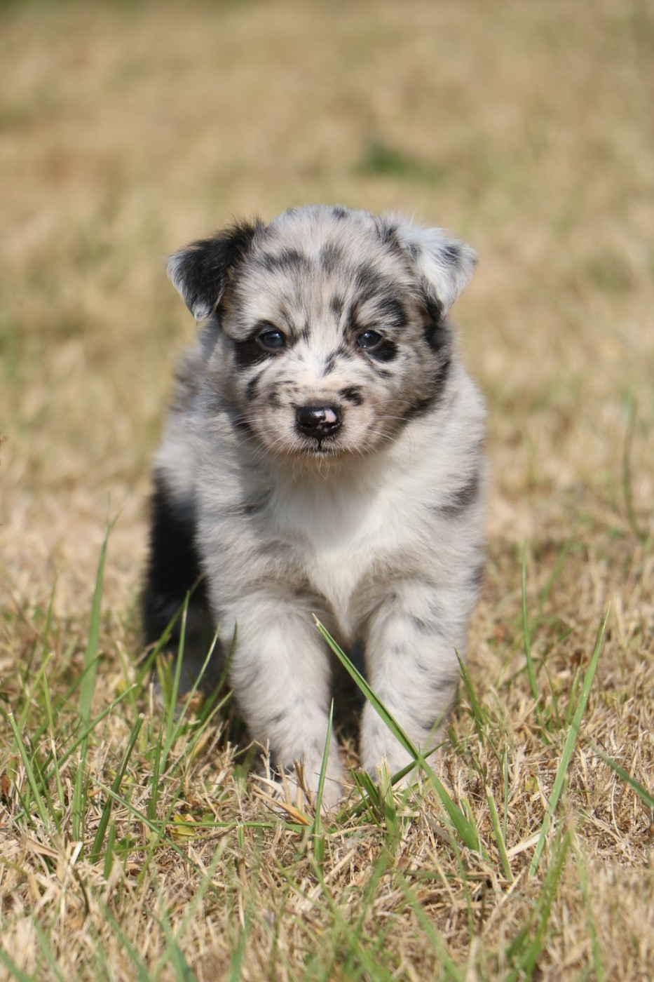 Lola Marion - Chiots disponibles - Berger Australien