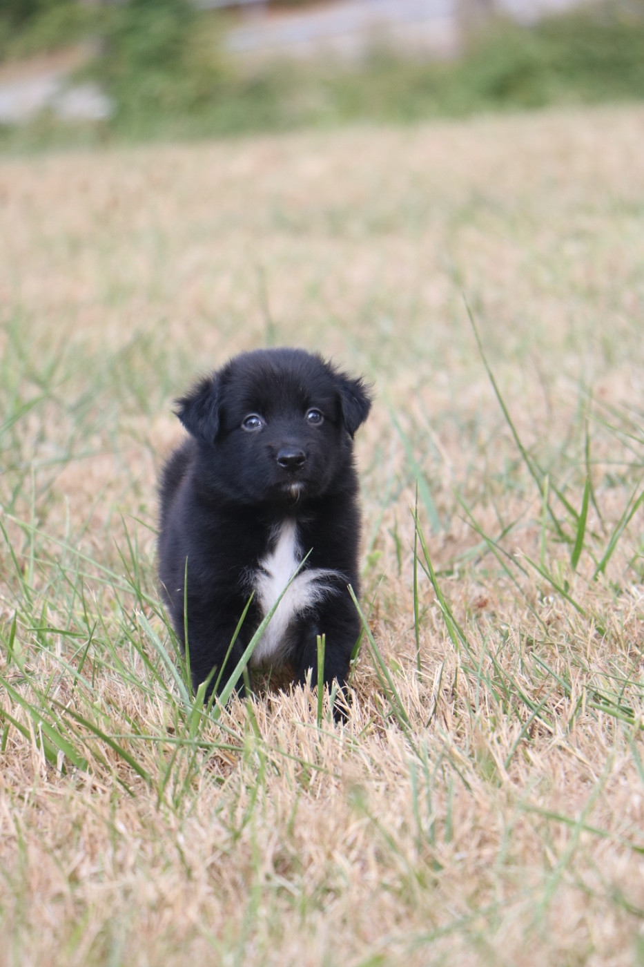Lola Marion - Chiots disponibles - Berger Australien