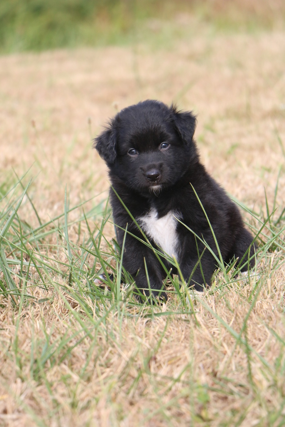 Lola Marion - Chiots disponibles - Berger Australien