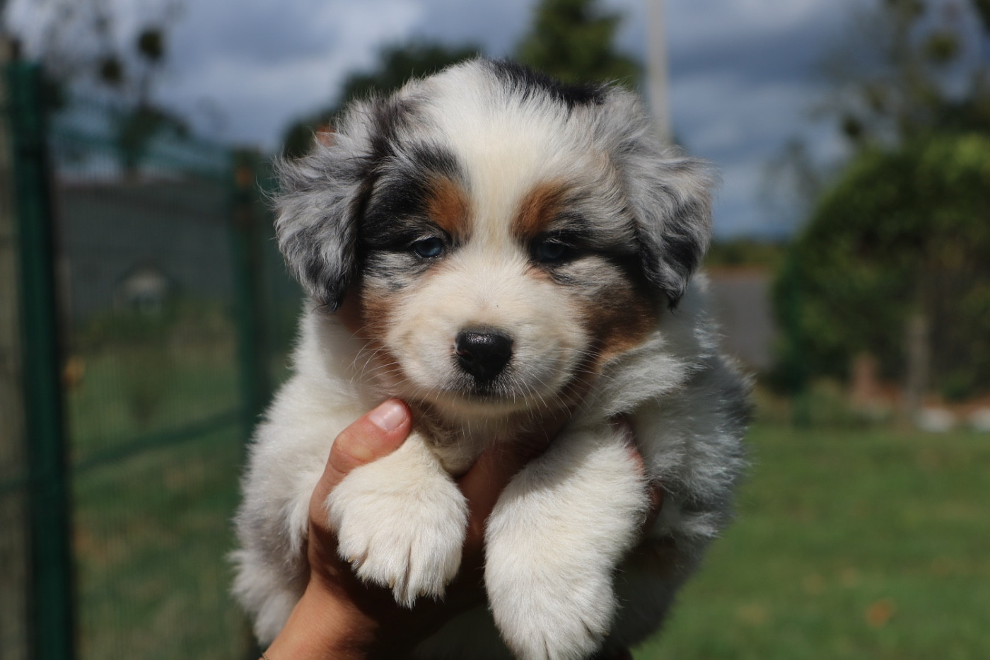 Lola Marion - Chiots disponibles - Berger Australien