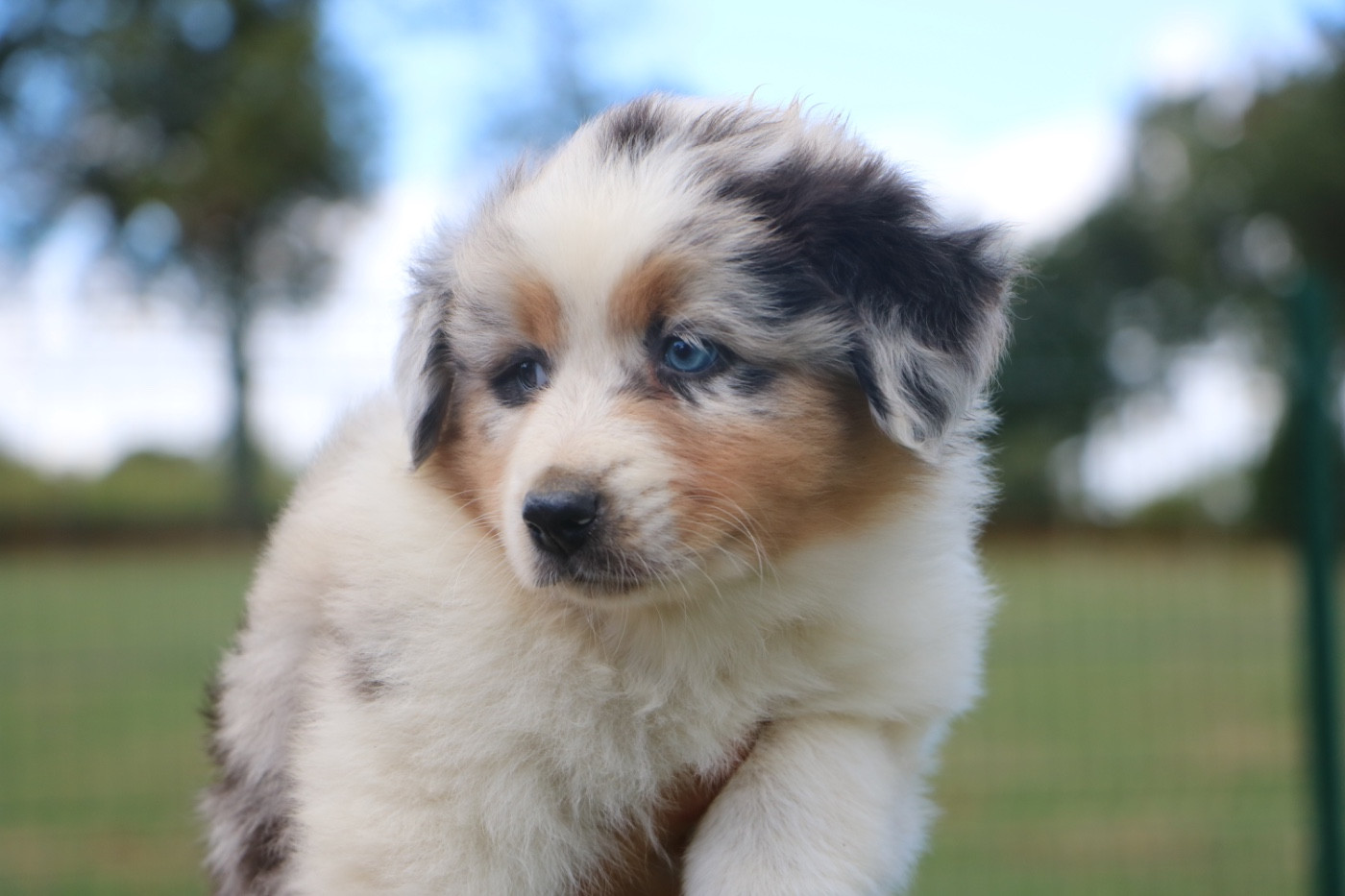 Lola Marion - Chiots disponibles - Berger Australien