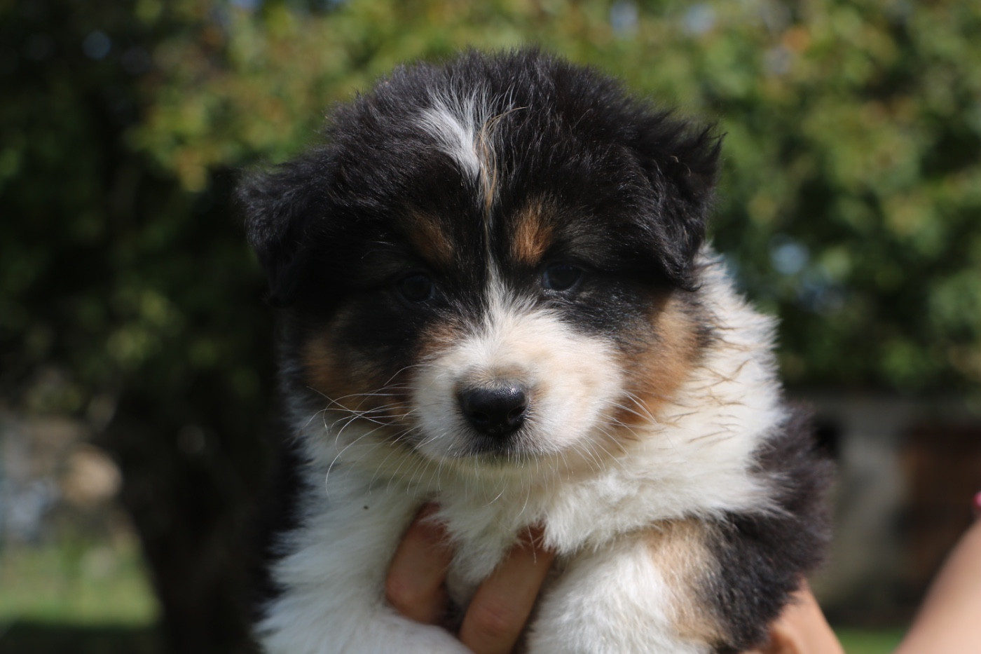 Lola Marion - Chiots disponibles - Berger Australien