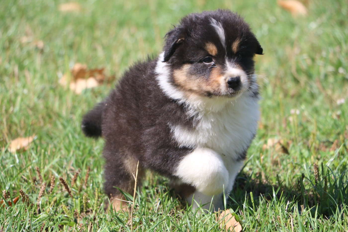 Lola Marion - Chiots disponibles - Berger Australien
