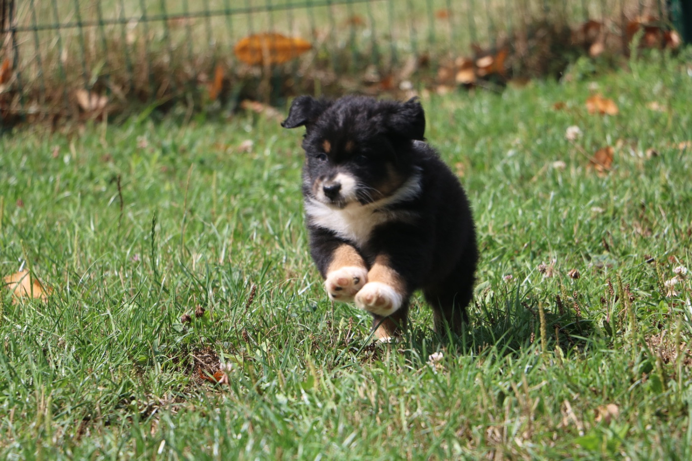 Lola Marion - Chiots disponibles - Berger Australien