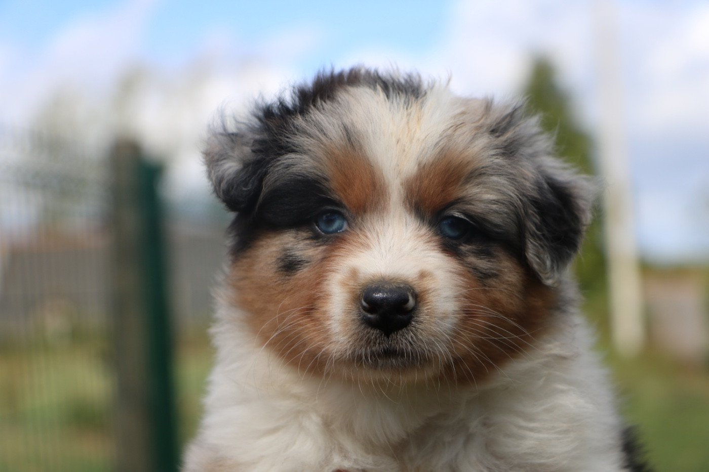Lola Marion - Chiots disponibles - Berger Australien
