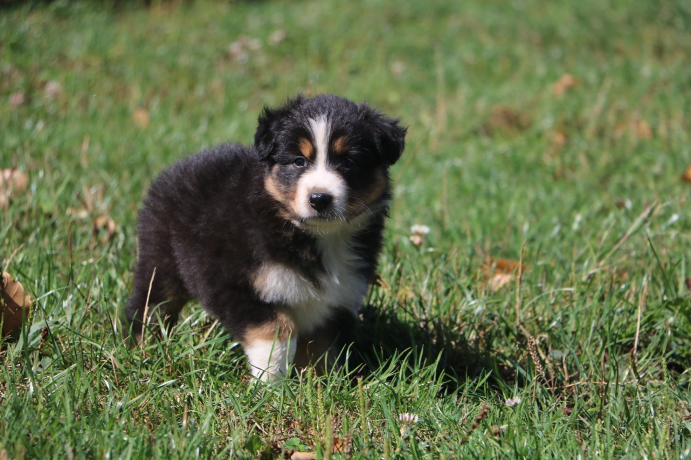 Lola Marion - Chiots disponibles - Berger Australien