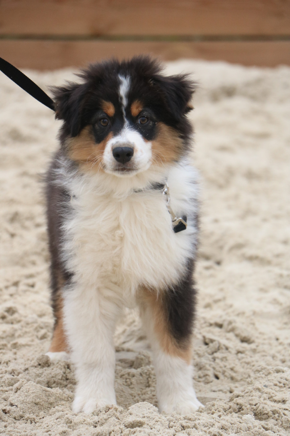 Lola Marion - Chiots disponibles - Berger Australien