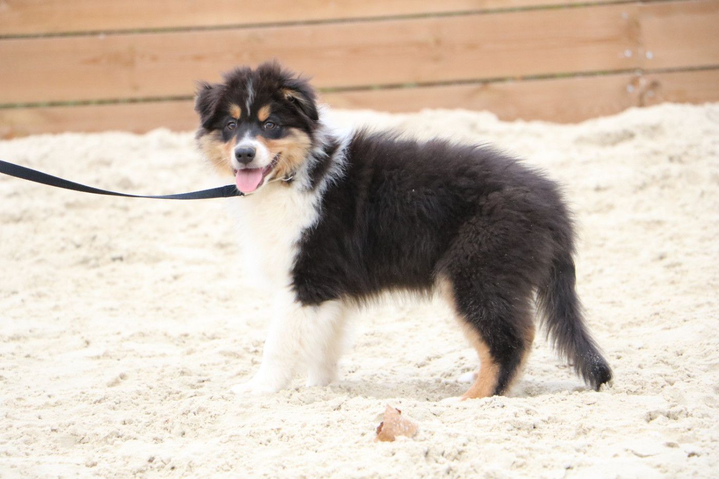 Lola Marion - Chiots disponibles - Berger Australien