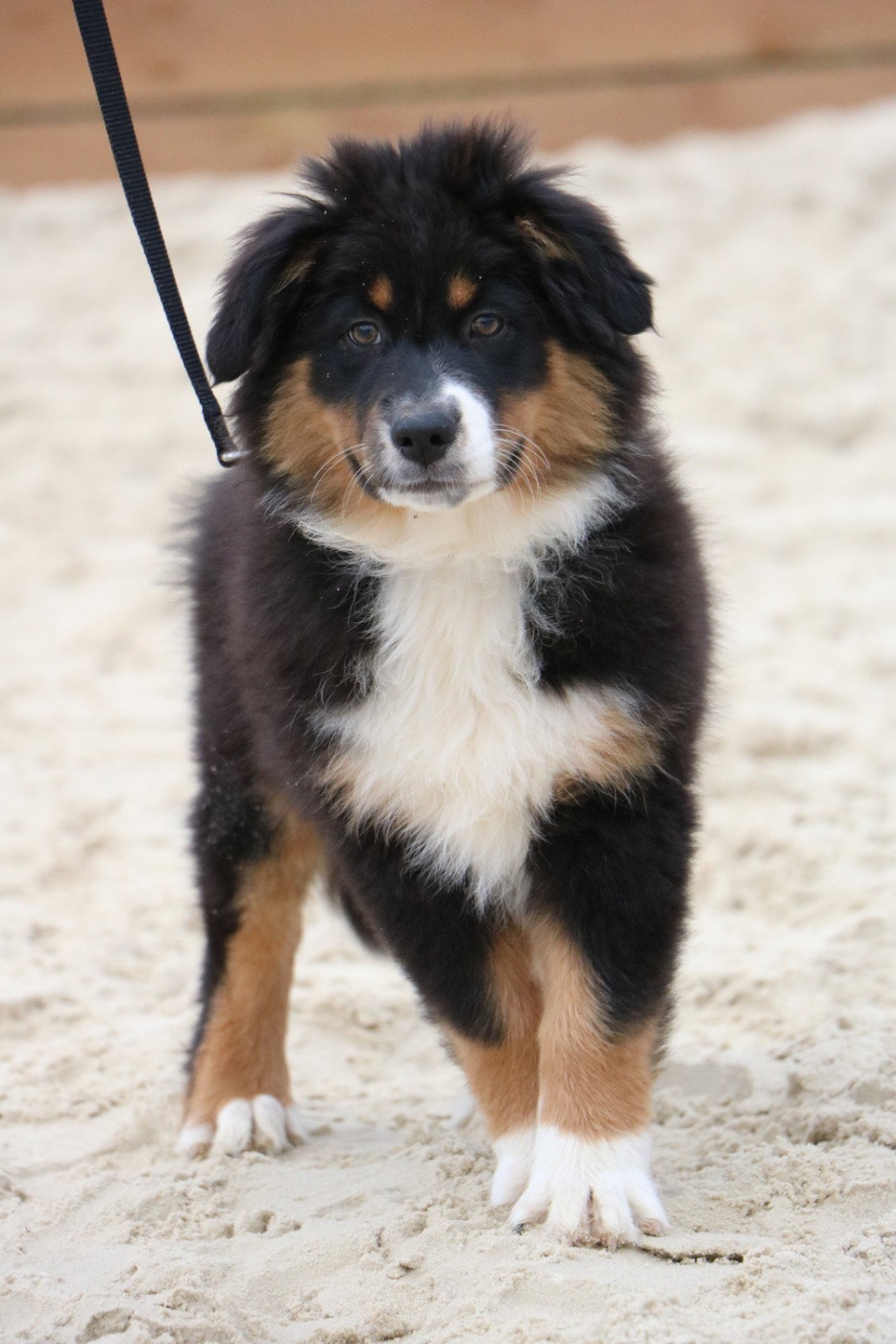 Lola Marion - Chiots disponibles - Berger Australien