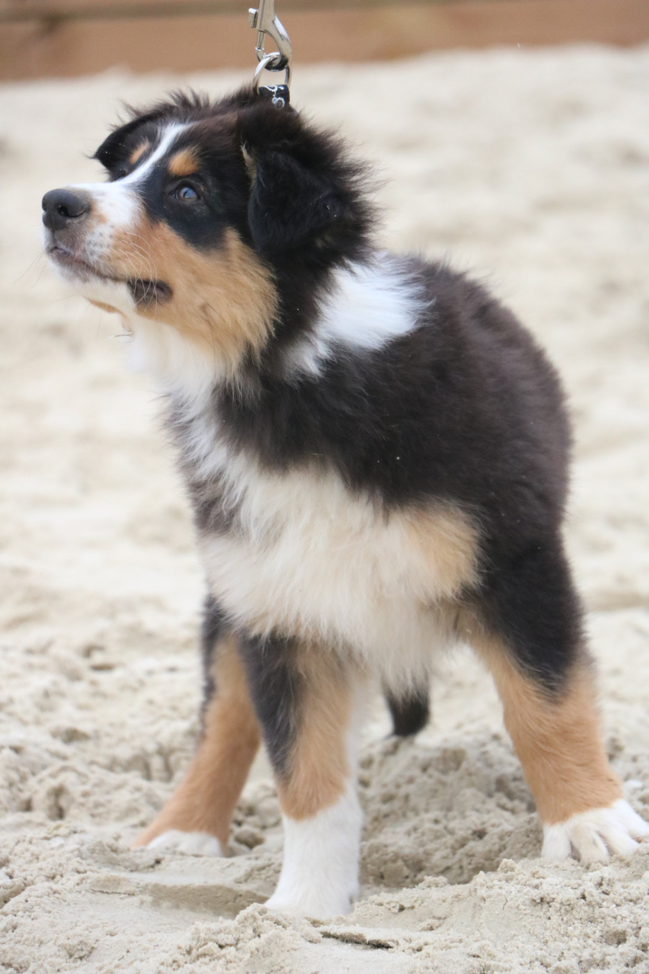 Lola Marion - Chiots disponibles - Berger Australien