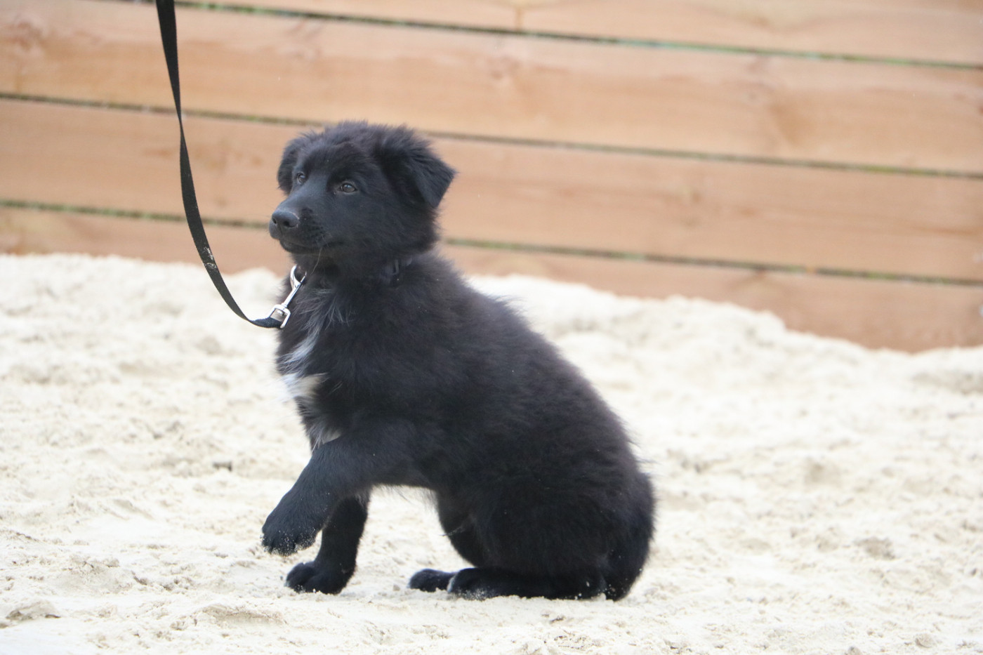 Lola Marion - Chiots disponibles - Berger Australien