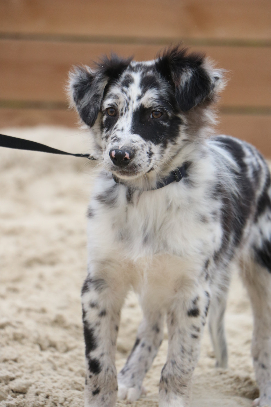 Lola Marion - Chiots disponibles - Berger Australien