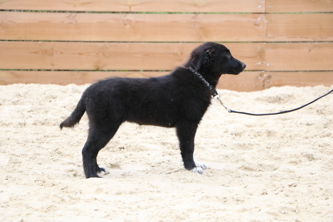 Lola Marion - Chiots disponibles - Berger Australien