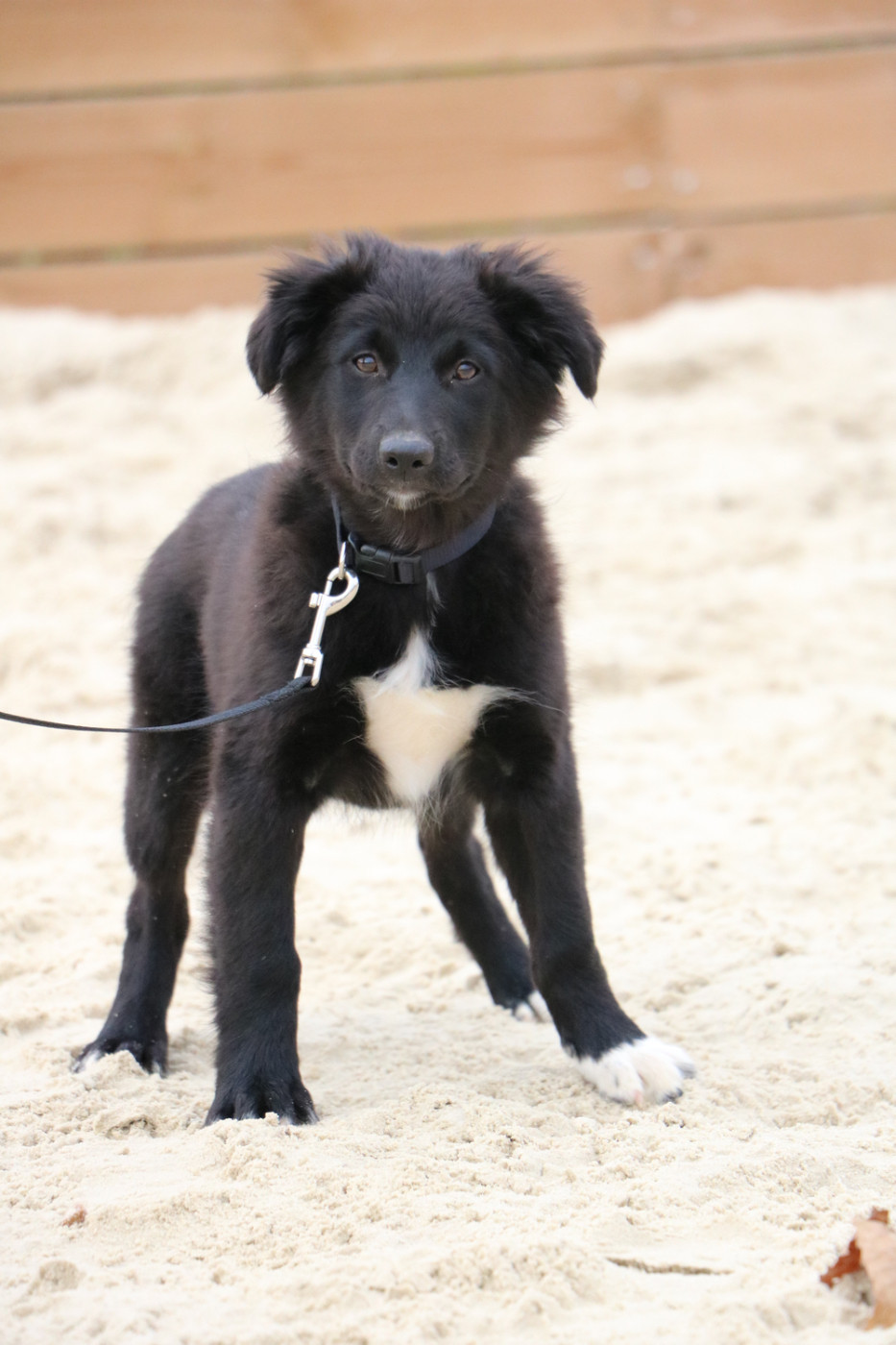 Lola Marion - Chiots disponibles - Berger Australien