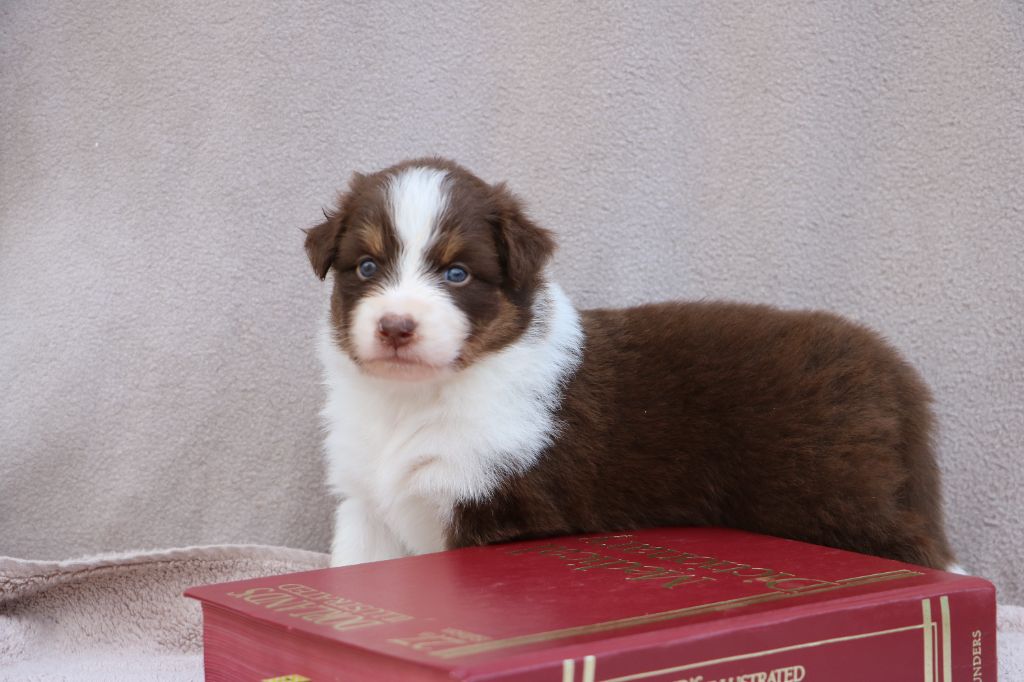 Lola Marion - Chiots disponibles - Berger Australien