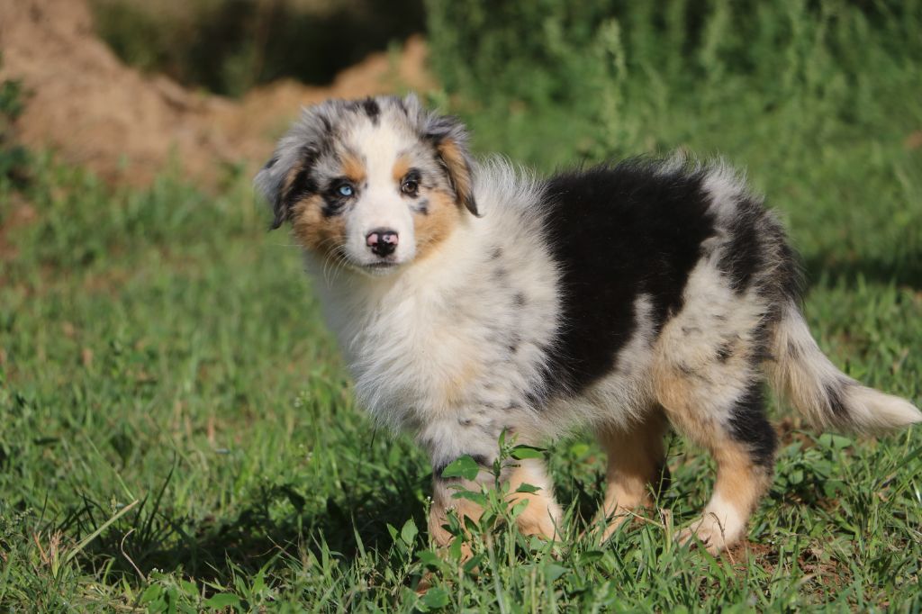 Lola Marion - Chiots disponibles - Berger Australien