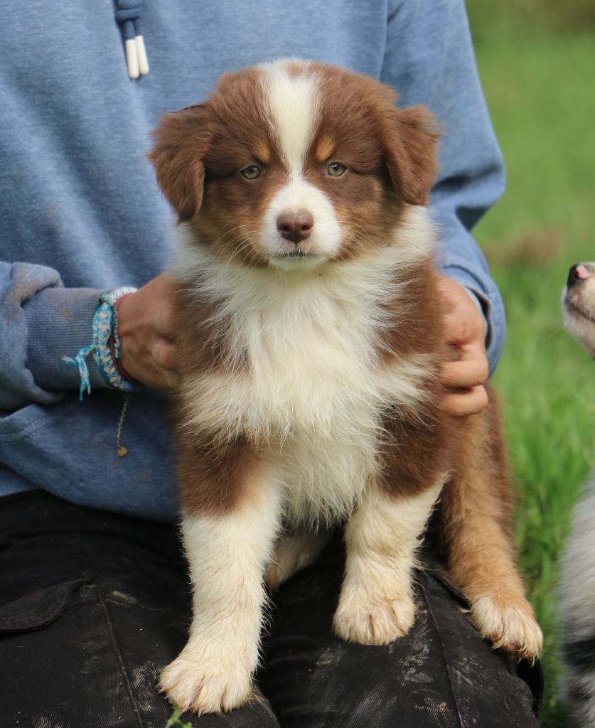 Lola Marion - Chiots disponibles - Berger Australien