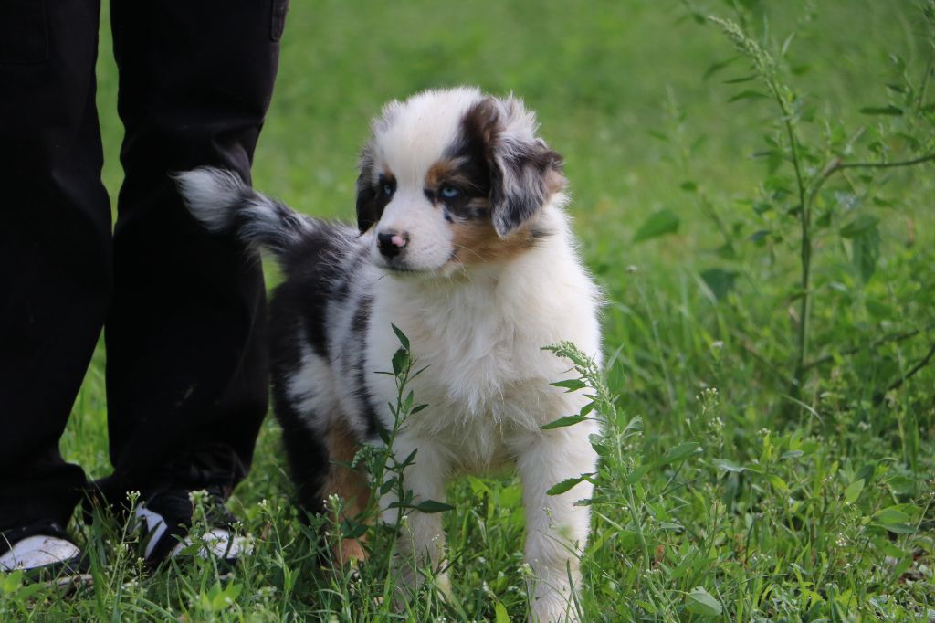 Lola Marion - Chiots disponibles - Berger Australien
