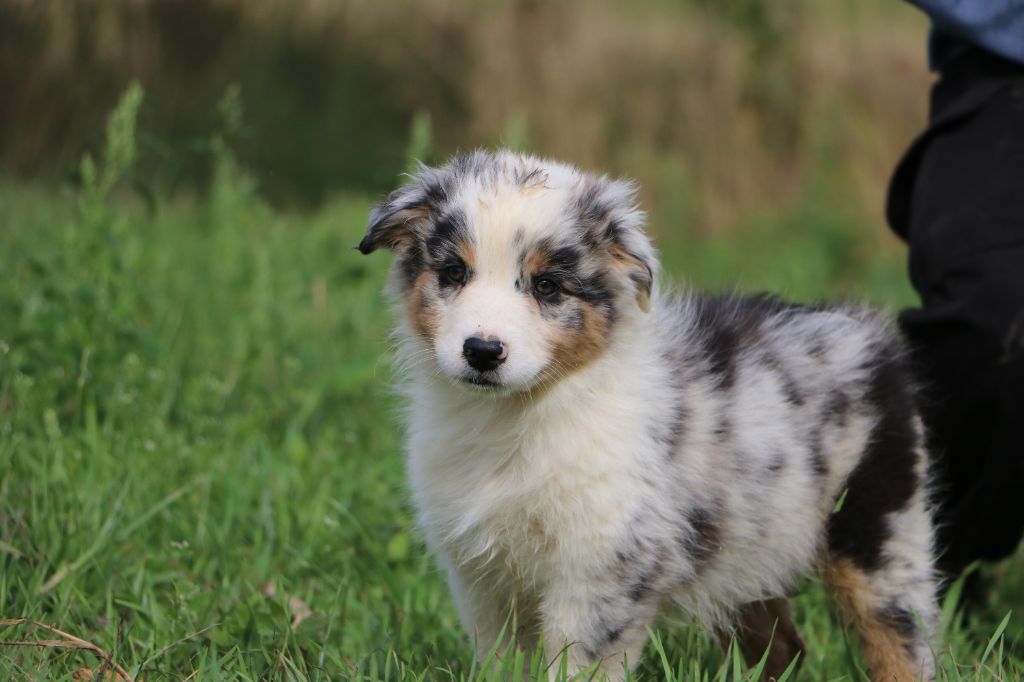 Lola Marion - Chiots disponibles - Berger Australien