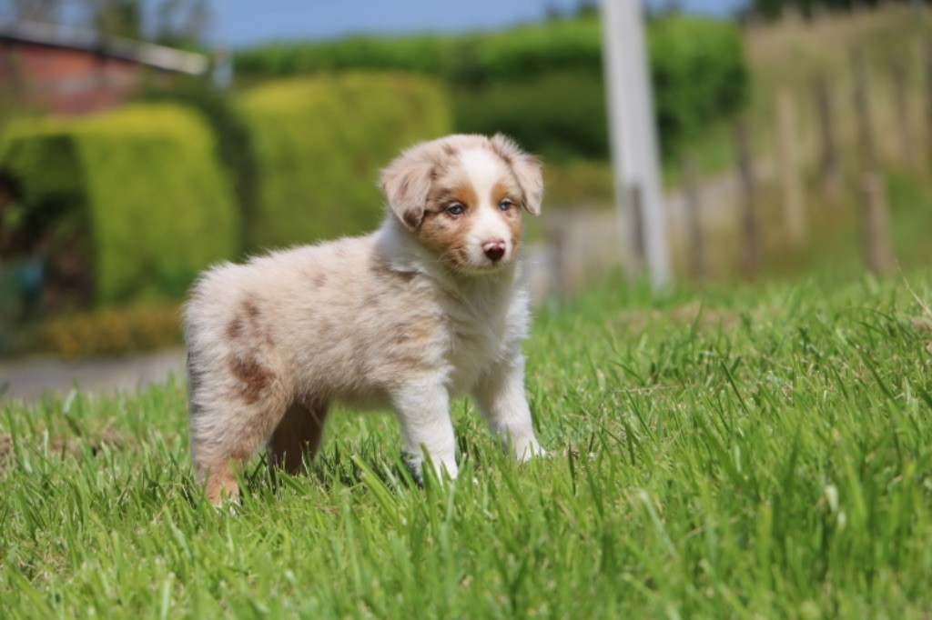 Lola Marion - Berger Australien - Portée née le 24/05/2024