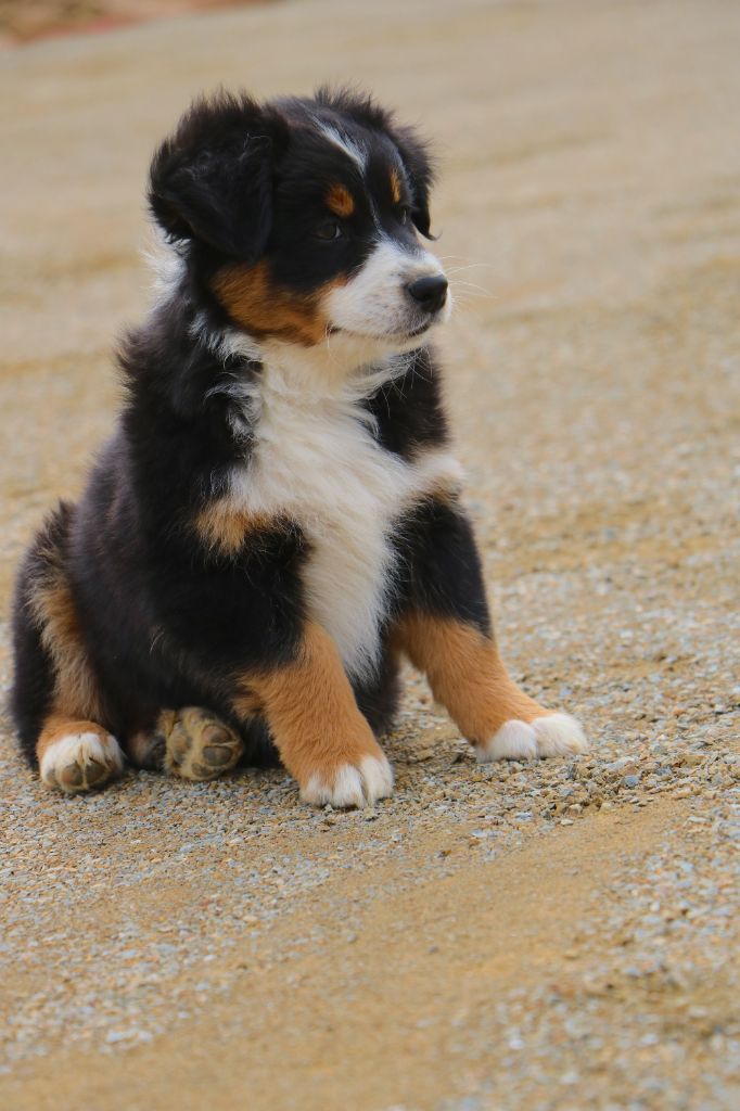 Lola Marion - Chiots disponibles - Berger Australien