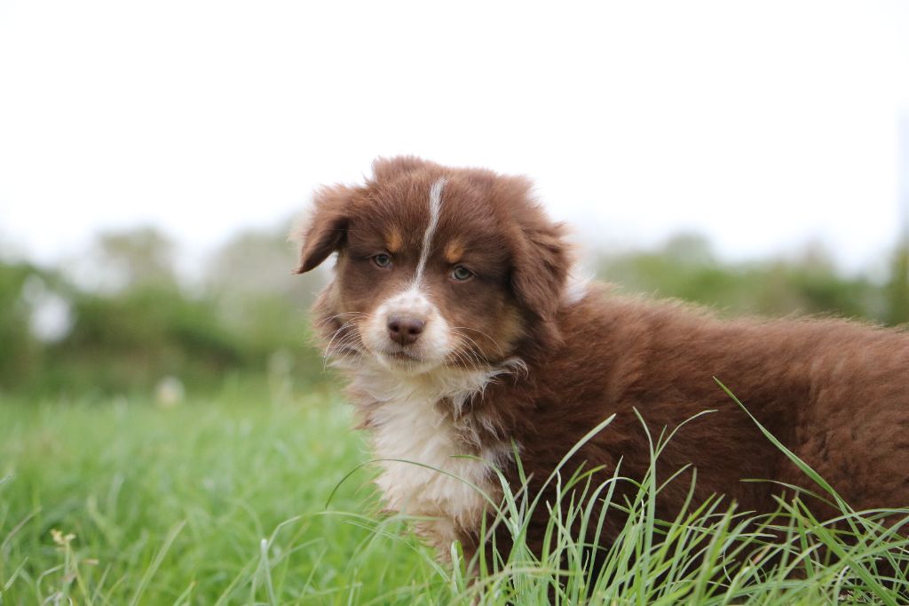 Lola Marion - Chiots disponibles - Berger Australien