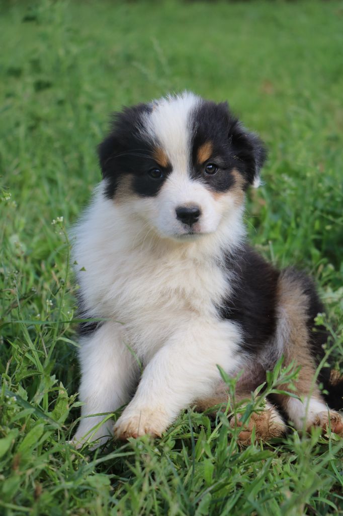 Lola Marion - Chiots disponibles - Berger Australien