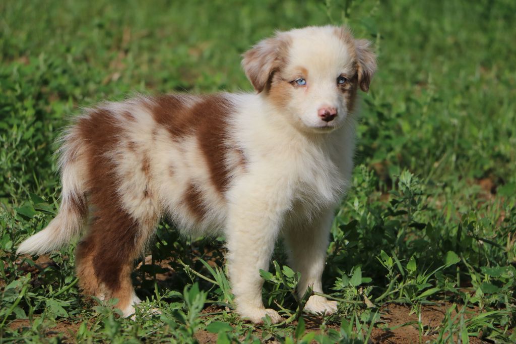 Lola Marion - Chiots disponibles - Berger Australien