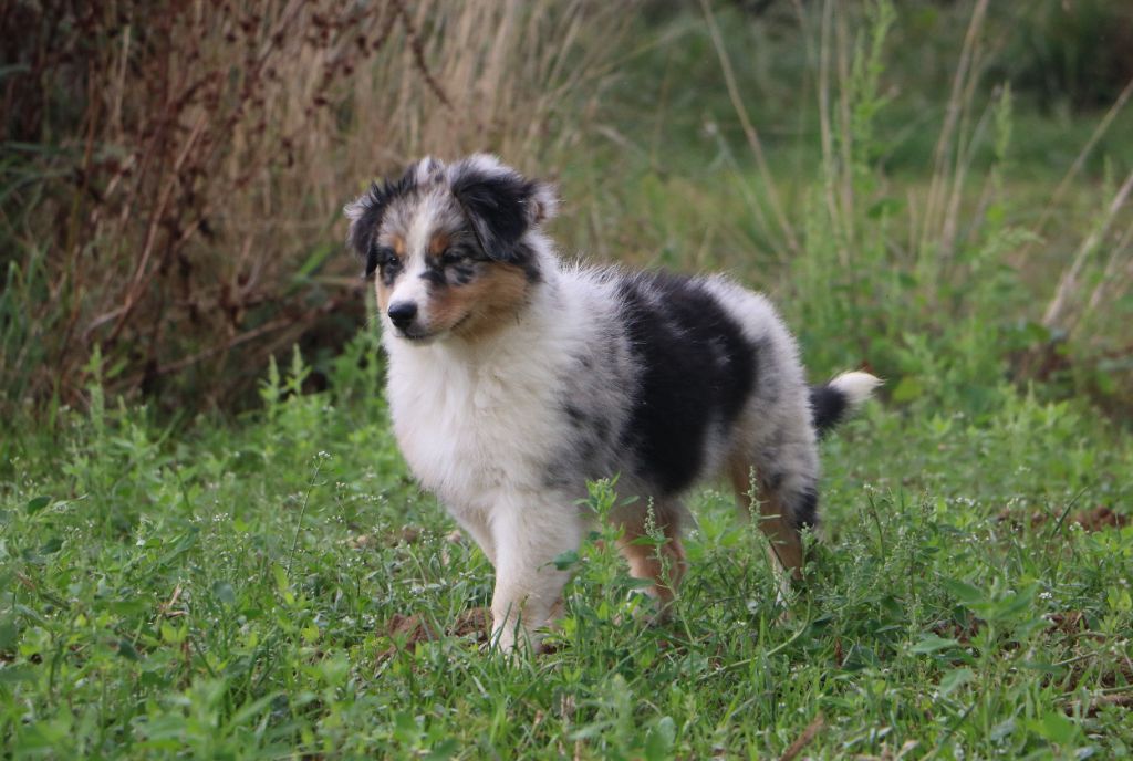 Lola Marion - Chiots disponibles - Berger Australien