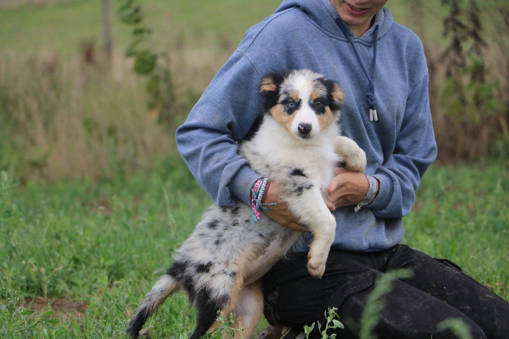 Lola Marion - Chiots disponibles - Berger Australien