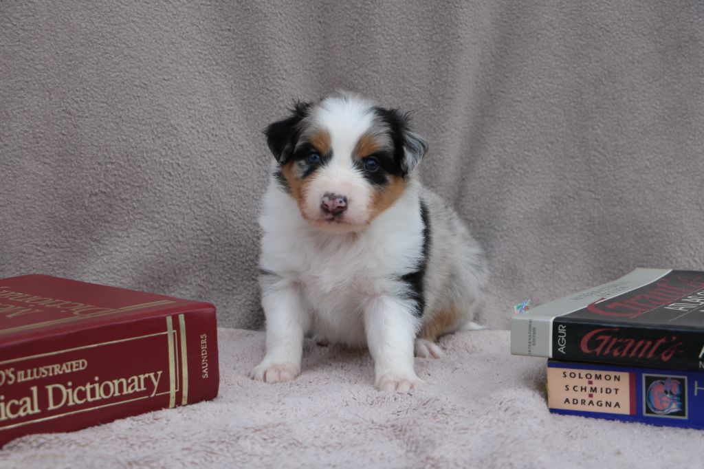 Lola Marion - Chiots disponibles - Berger Australien