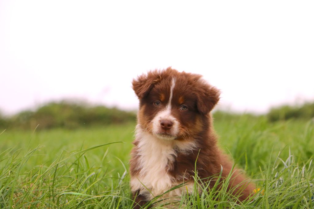 Lola Marion - Chiots disponibles - Berger Australien