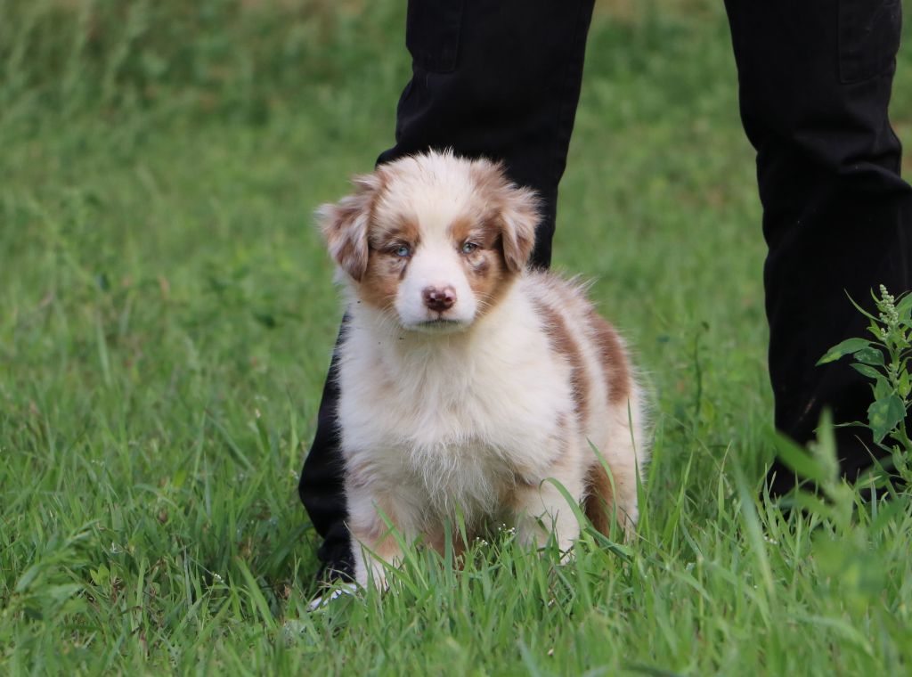 Lola Marion - Chiots disponibles - Berger Australien
