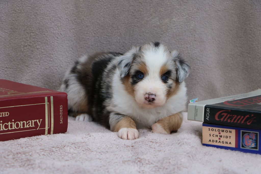 Lola Marion - Chiots disponibles - Berger Australien
